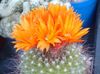 orange Plant Tom Thumb photo (Desert Cactus)