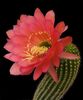 red Houseplant Trichocereus photo (Desert Cactus)