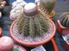 rózsaszín Szobanövény Turks Head Kaktusz fénykép 