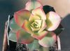 weiß  Samt Rose, Untertasse Pflanze, Aeonium foto (Sukkulenten)