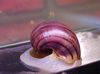 pink Clam Mystery Snail, Apple Snail photo