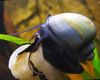 ლურჯი მოლუსკები საიდუმლო Snail, ვაშლის Snail ფოტო