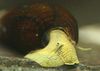 yellow Clam Rabbit Snail Tylomelania photo