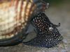 კრემისფერი მოლუსკები კურდღლის Snail Tylomelania ფოტო