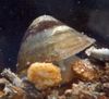clam shell Flussnapfschnecke