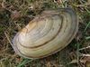 clam shell Teichmuschel
