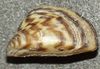 clam shell Zebramuschel