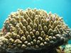 marrón Coral Duro Acropora foto