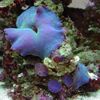 blau Pilz Actinodiscus foto