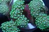 žalias Alveopora Koralų