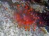 rot Pilz Ball Corallimorph (Orange Ball Anemone) foto