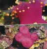 ვარდისფერი ბურთი Corallimorph (ნარინჯისფერი ბურთი Anemone)