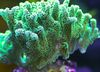 grün Hartkorallen Birdsnest Korallen foto