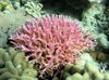 rožinis Birdsnest Koralų