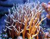 žuti Birdsnest Koralja foto