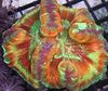 pestriț Creier Dome Coral fotografie