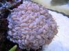 pink Hartkorallen Bubble Coral foto