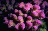 Blumenkohl Korallen