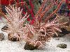 castanho Árvore De Natal Coral (Coral Medusa)