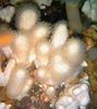 blanco Coral Blando Setas Pollino (Dedos De Mar) foto