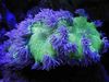 purpurne Elegants Korallid, Ime Korall