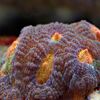 barna Kemény Korallok Favia fénykép