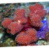 roșu Coral Deget