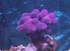 љубичаста Тешко Корала Finger Coral фотографија