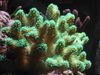 зелена Finger Coral