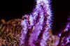 fioletowy Morza Fanów Gorgonia Palec (Palec Morze Wentylatora) zdjęcie