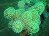 grön Finger Läder Korall (Djävulens Hand Korall)