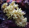 rumena Prst Usnje Koral (Ročno Coral Hudičev)