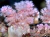 Coral Árvore Flor (Coral Brócolis)