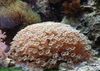 braun Blumentopf Korallen