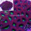 violetinė Sunku Koralų Goniastrea nuotrauka