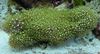 clavularia Green Star Polyp