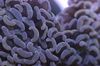castanho Hammer Coral (Maçarico Coral, Coral Frogspawn)