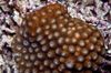 褐色 硬珊瑚 蜂巢珊瑚 照片