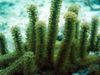 zelená Morské Fanúšikovia Knobby Mora Tyč fotografie