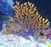 Spitzen-Stick Korallen