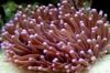 Stor Tentacled Plate Korall (Anemone Sopp Koraller)