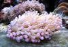 rožnat Velika Tentacled Ploščo Koral (Anemone Gob Koral) fotografija
