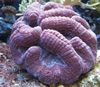 љубичаста Тешко Корала Lobed Brain Coral (Open Brain Coral) фотографија