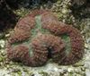 rudas Lobed Smegenų Koralų (Atviras Smegenų Koralų) nuotrauka