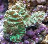 Merulina Korall
