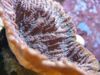 marrón Merulina Coral foto