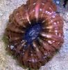 brązowy Sowa Oko Koral (Przycisk Koralowa)
