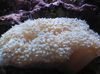 მარგალიტი Coral