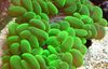 მწვანე მარგალიტი Coral