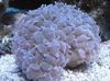 hellblau Hartkorallen Pearl Coral foto